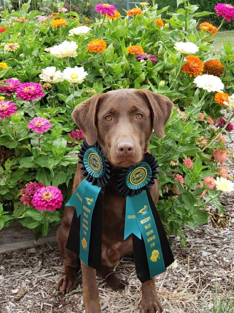 HR Preachers Muddy Water Creek | Chocolate Labrador Retriver