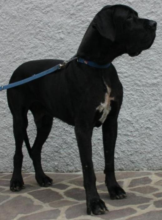 Ustinov N Della Baia Azzurra | Great Dane 