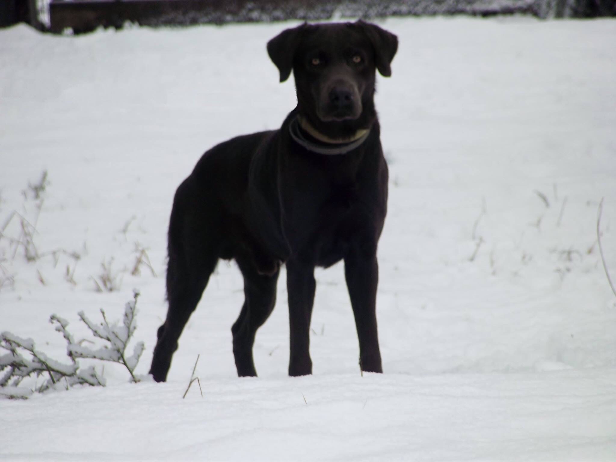 Ole Smokey Jessie | Black Labrador Retriver