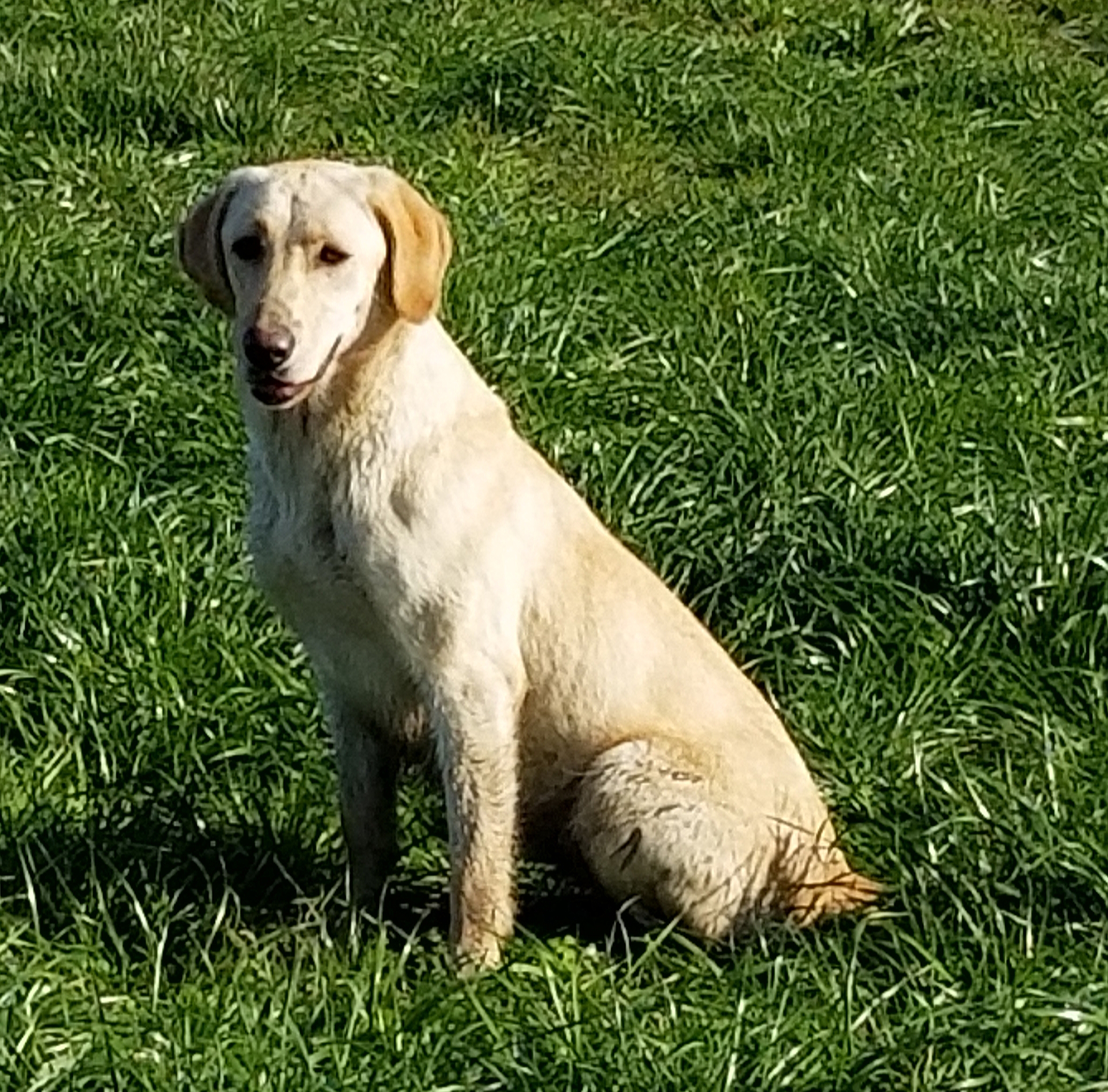 HRCH Sfr Rebel In Maya Genes | Yellow Labrador Retriver