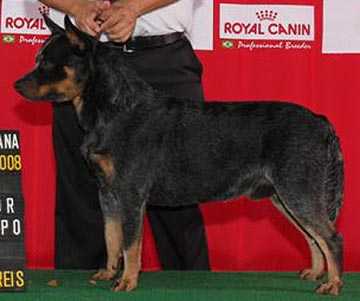 Australian Bull Ablow | Australian Cattle Dog 