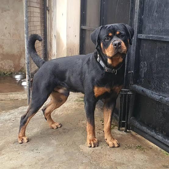 Elvis vom Sarajberg | Rottweiler 