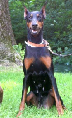 Hishana v.d. Horringhauser Höh | Black Doberman Pinscher