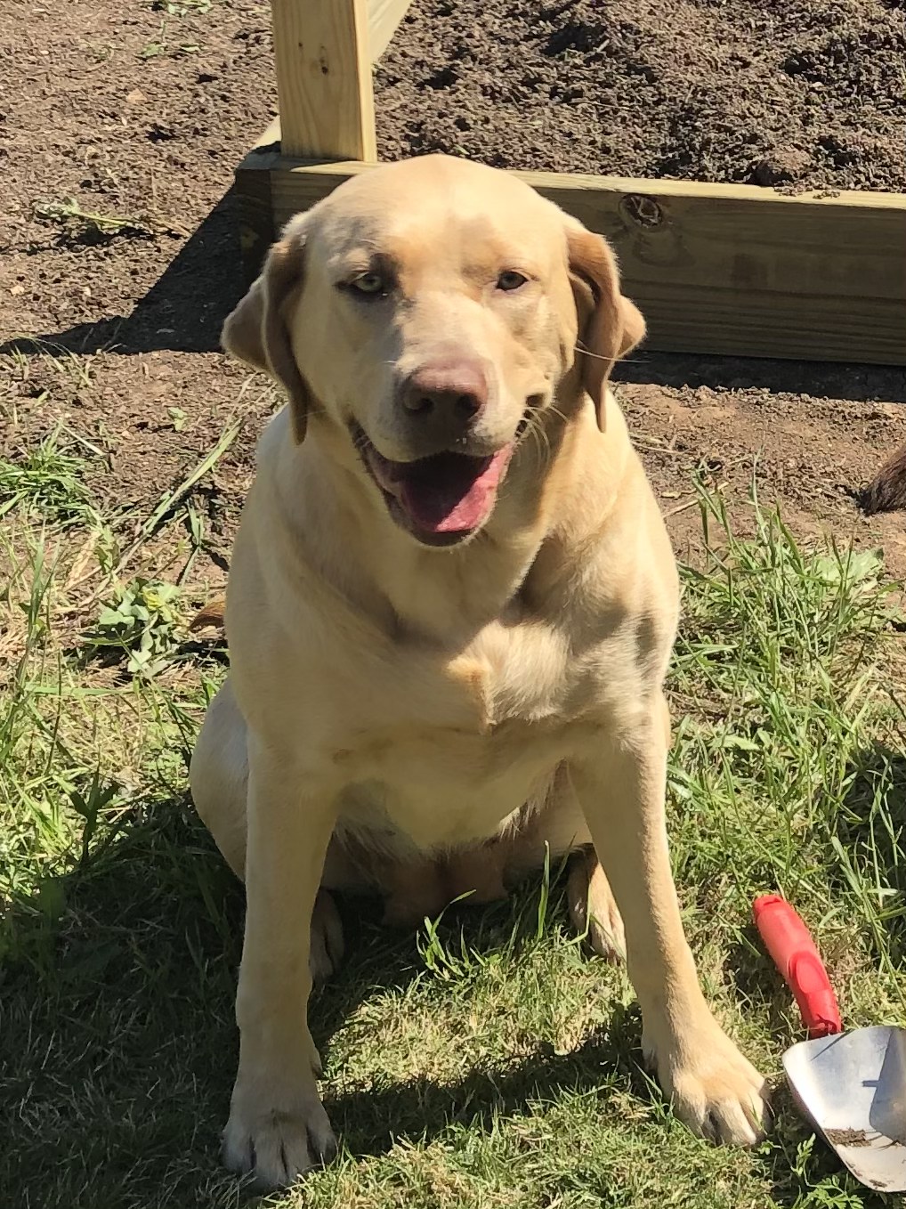 JH Annie Oakley Christopher | Yellow Labrador Retriver