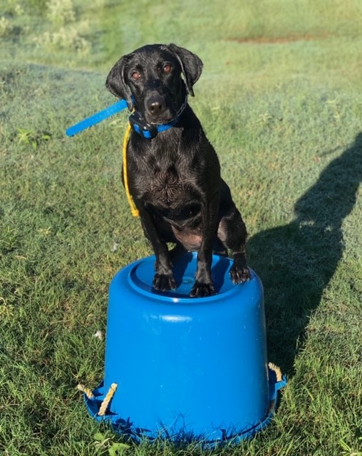 Topgun's EF- 5 | Black Labrador Retriver