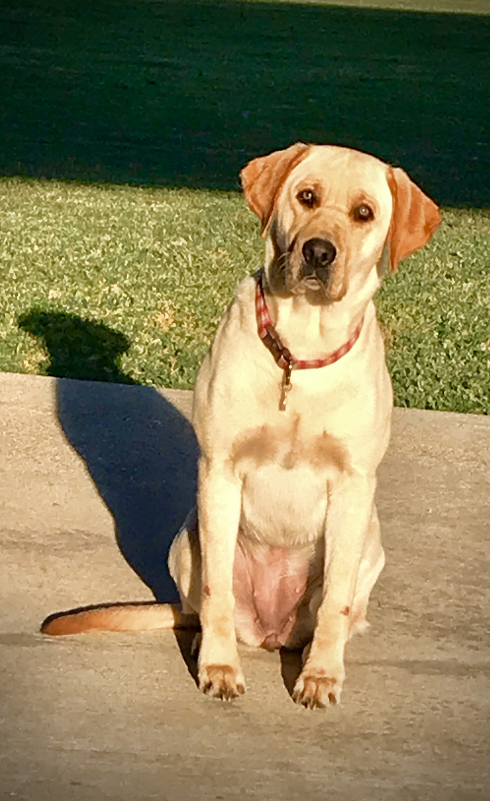 Atchafalaya Basin Brook | Yellow Labrador Retriver