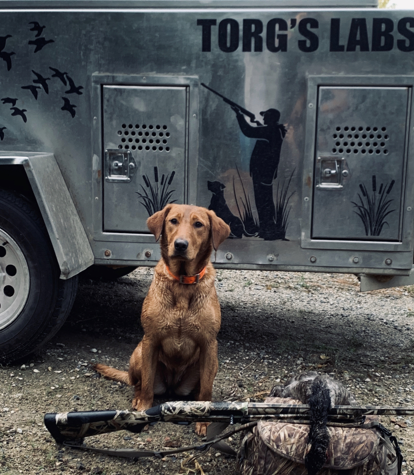 SHR Torg's Battle Ready JH | Yellow Labrador Retriver