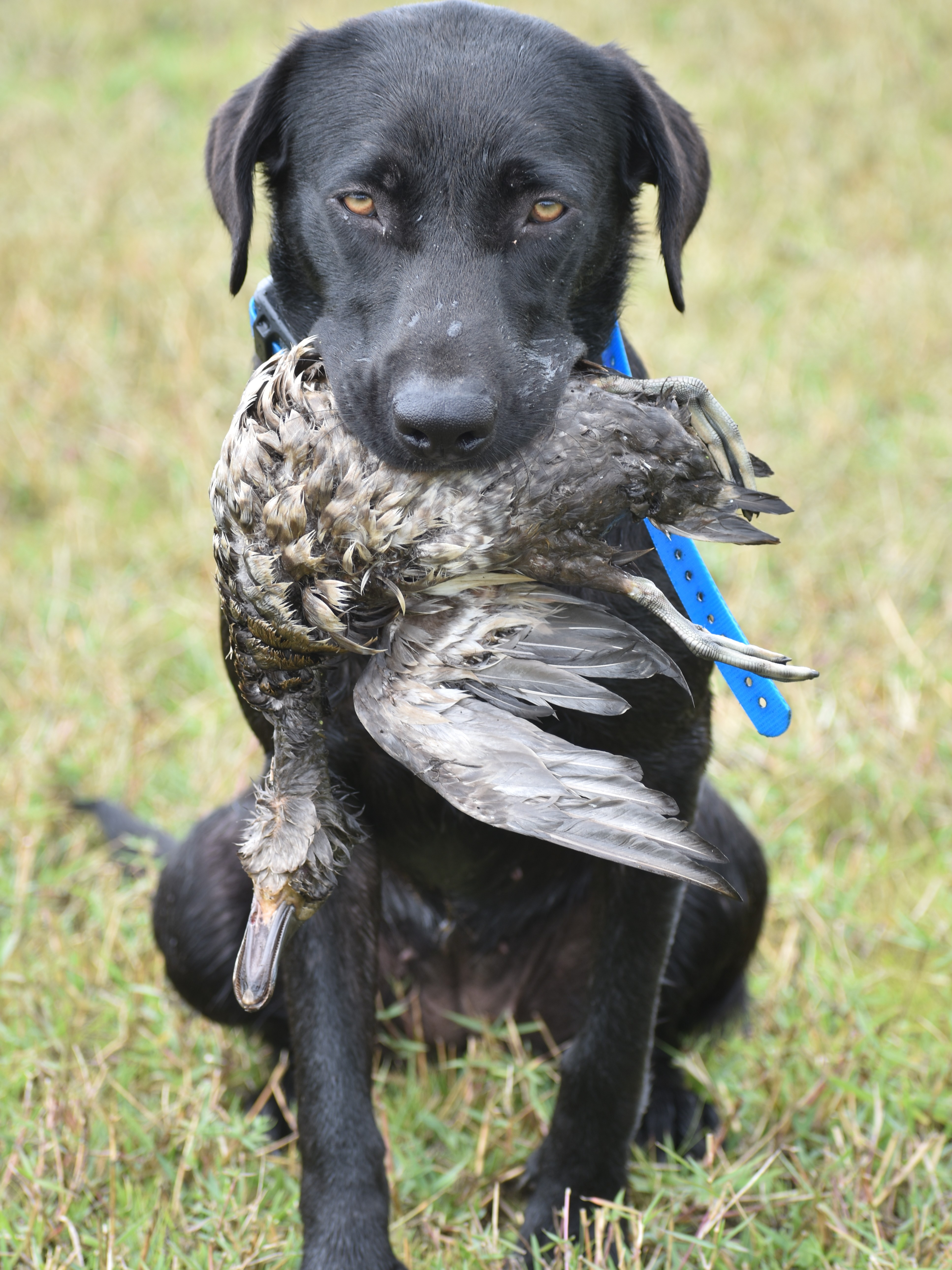 Southern Strykers Catch Me If You Can | Black Labrador Retriver