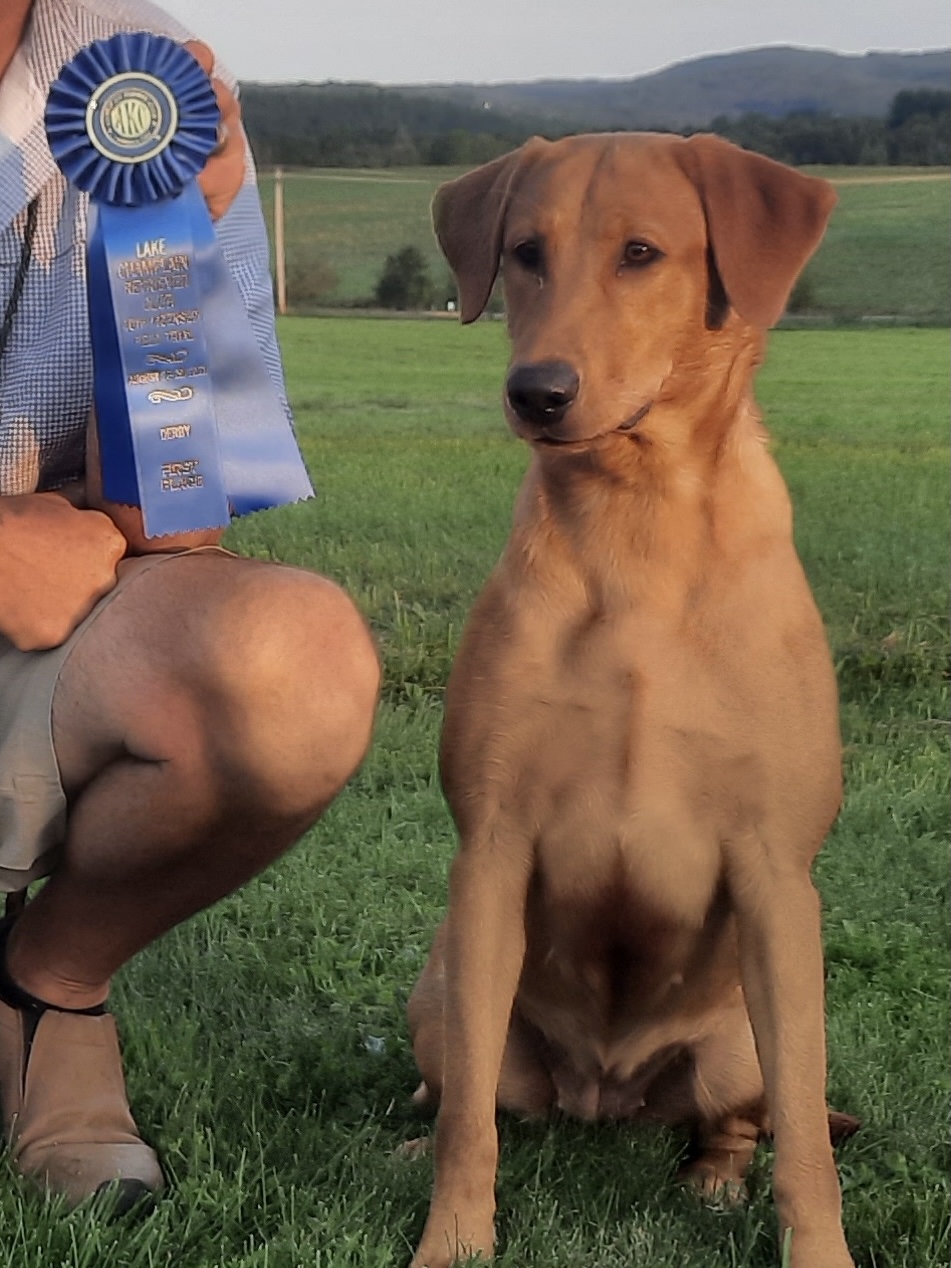 HR Southern Strykers Red Star Rising SH | Yellow Labrador Retriver