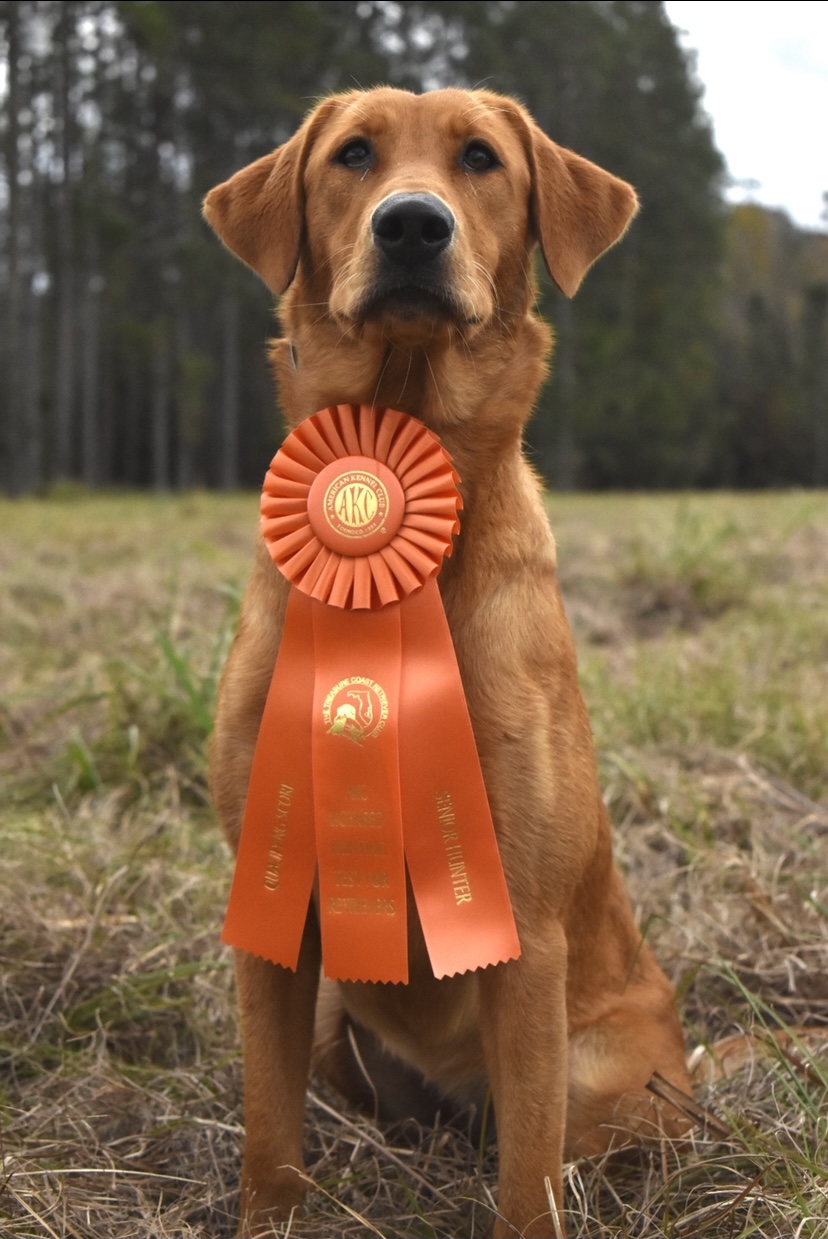 HR Southern Strykers Red Star Rising SH | Yellow Labrador Retriver