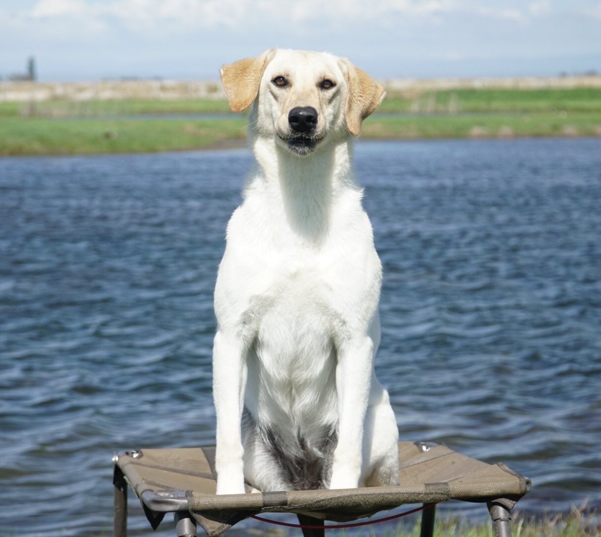 Rochas Sexy White Girl | Yellow Labrador Retriver