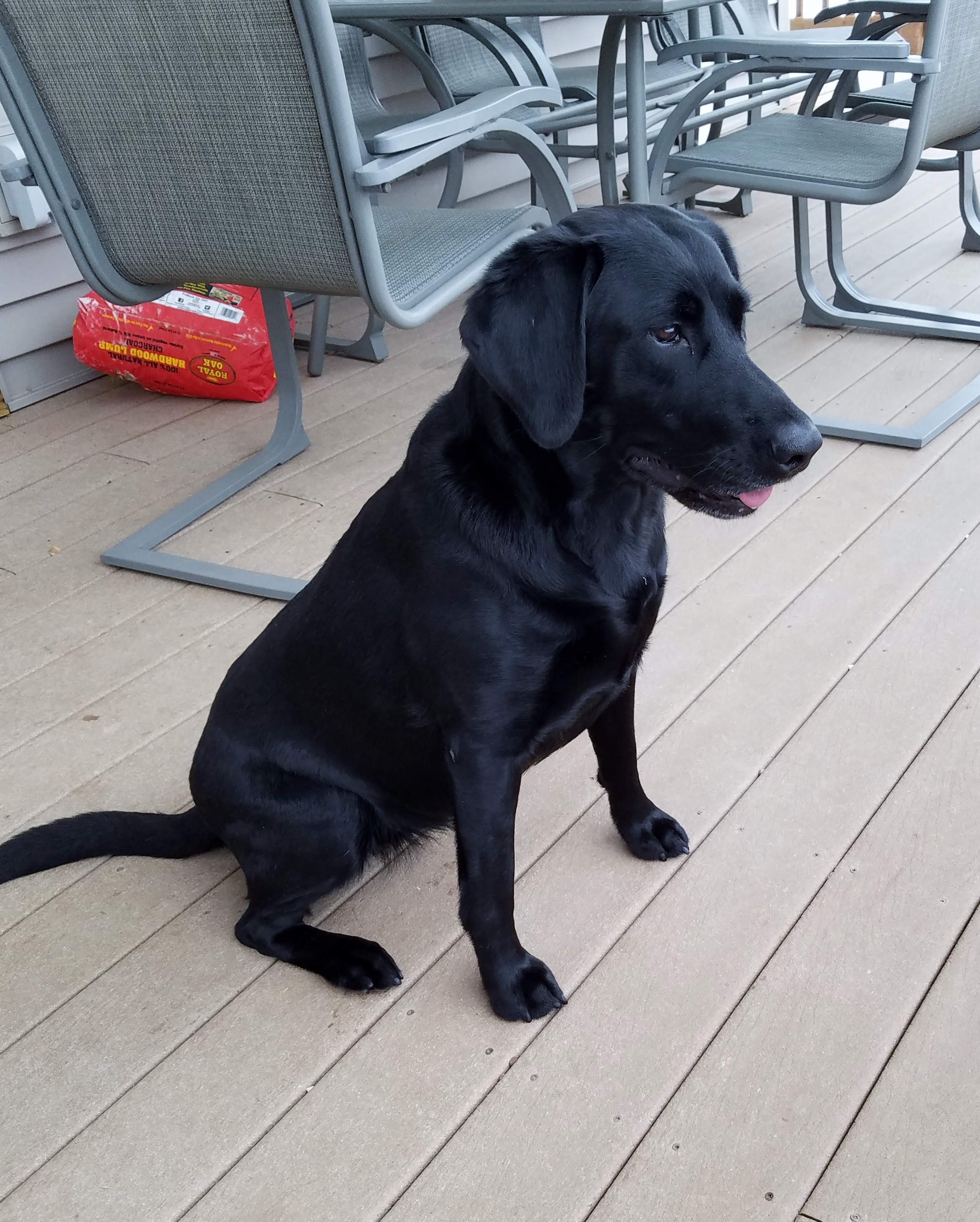 Mill Pond's Lexington River Ranger SH | Black Labrador Retriver