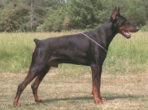Nino v. Hof ter Eeckhout | Black Doberman Pinscher