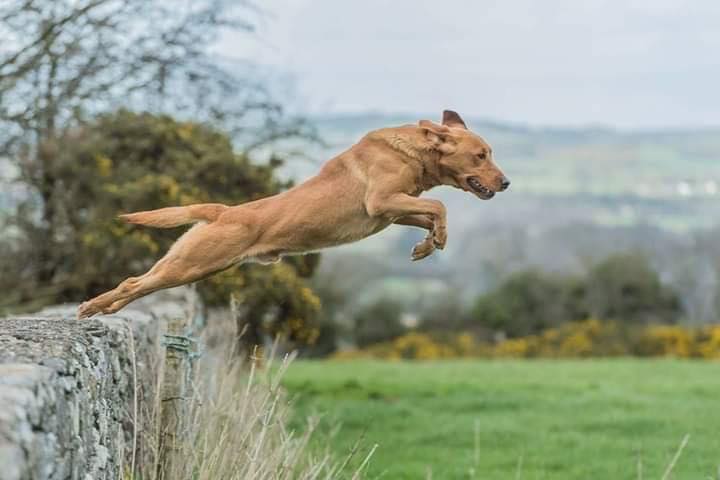 FTCh Ulverton Punch | Yellow Labrador Retriver