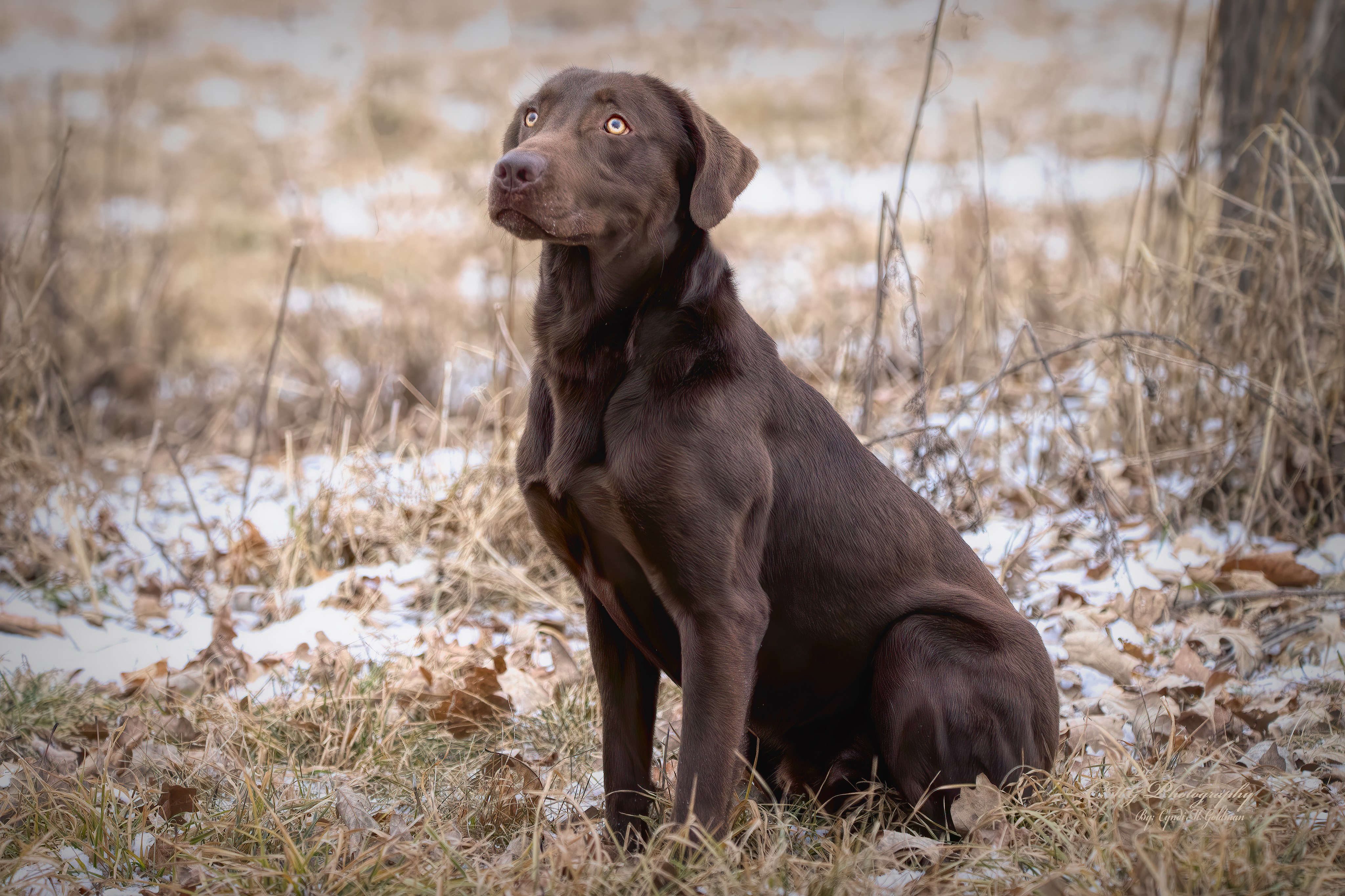 Paragon's Parting The Waters | Chocolate Labrador Retriver