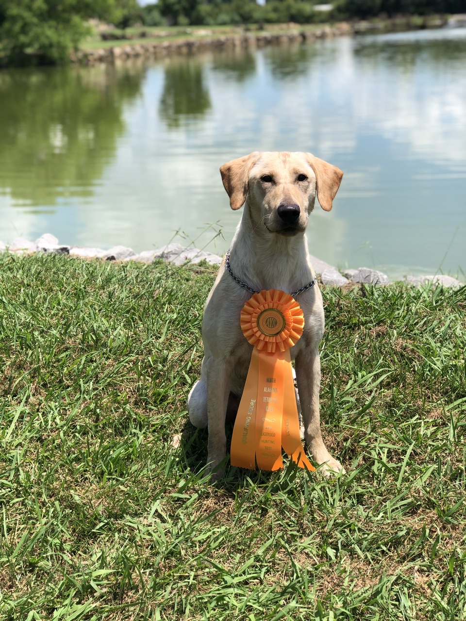 HR Mickey's One Under Par | Yellow Labrador Retriver