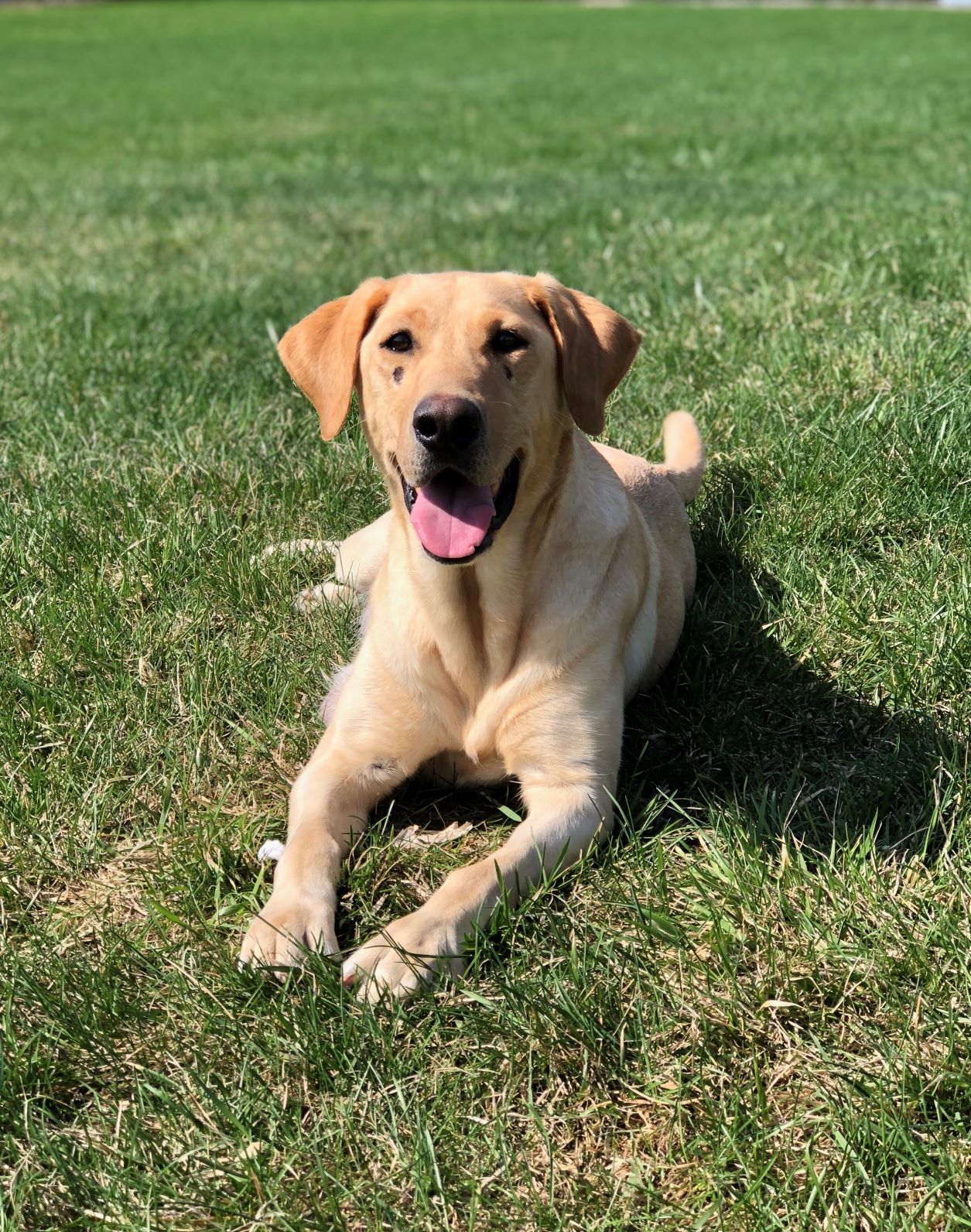 Northfield's Indian Height's Taffy | Yellow Labrador Retriver