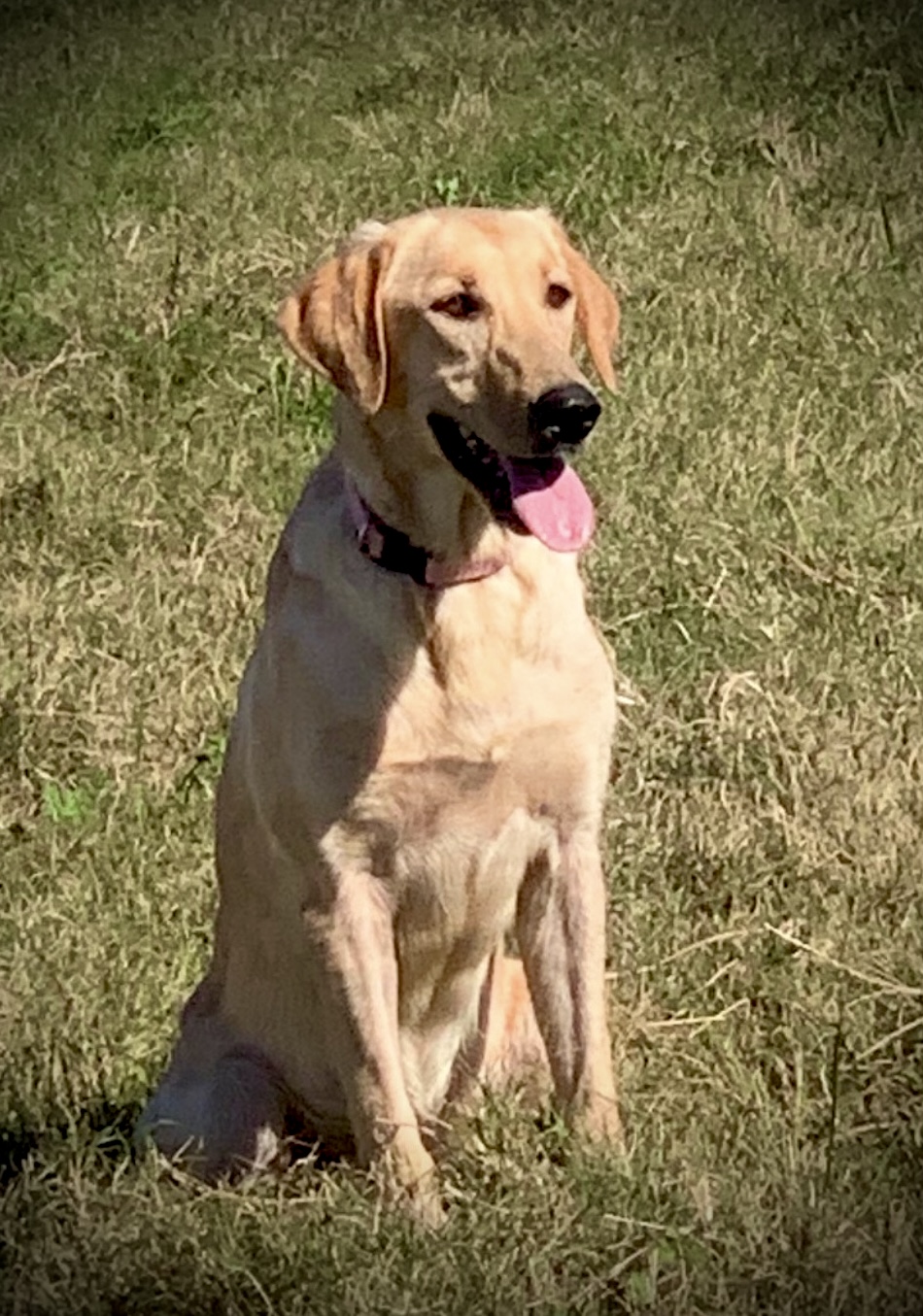 Gunpoints Coolmoon Lady Aspen | Yellow Labrador Retriver