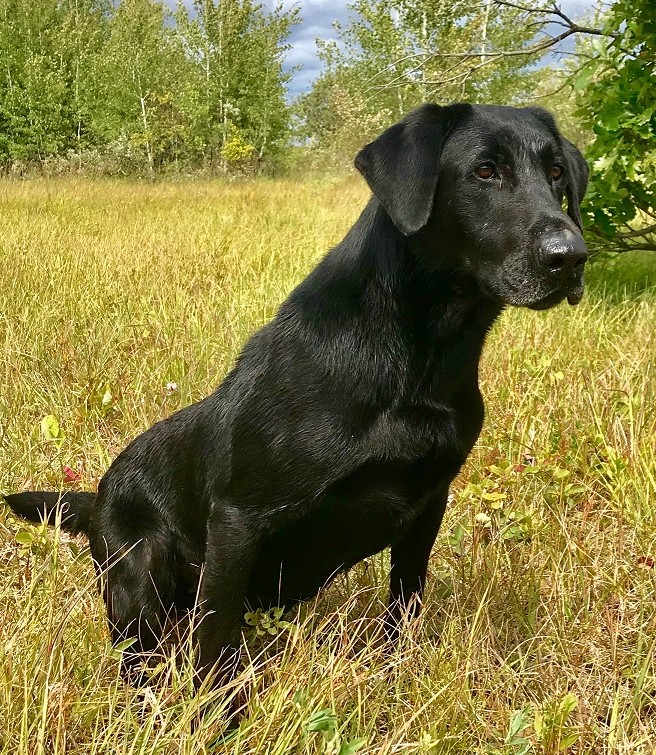 Darktimber Triple Magnum Force MH | Black Labrador Retriver