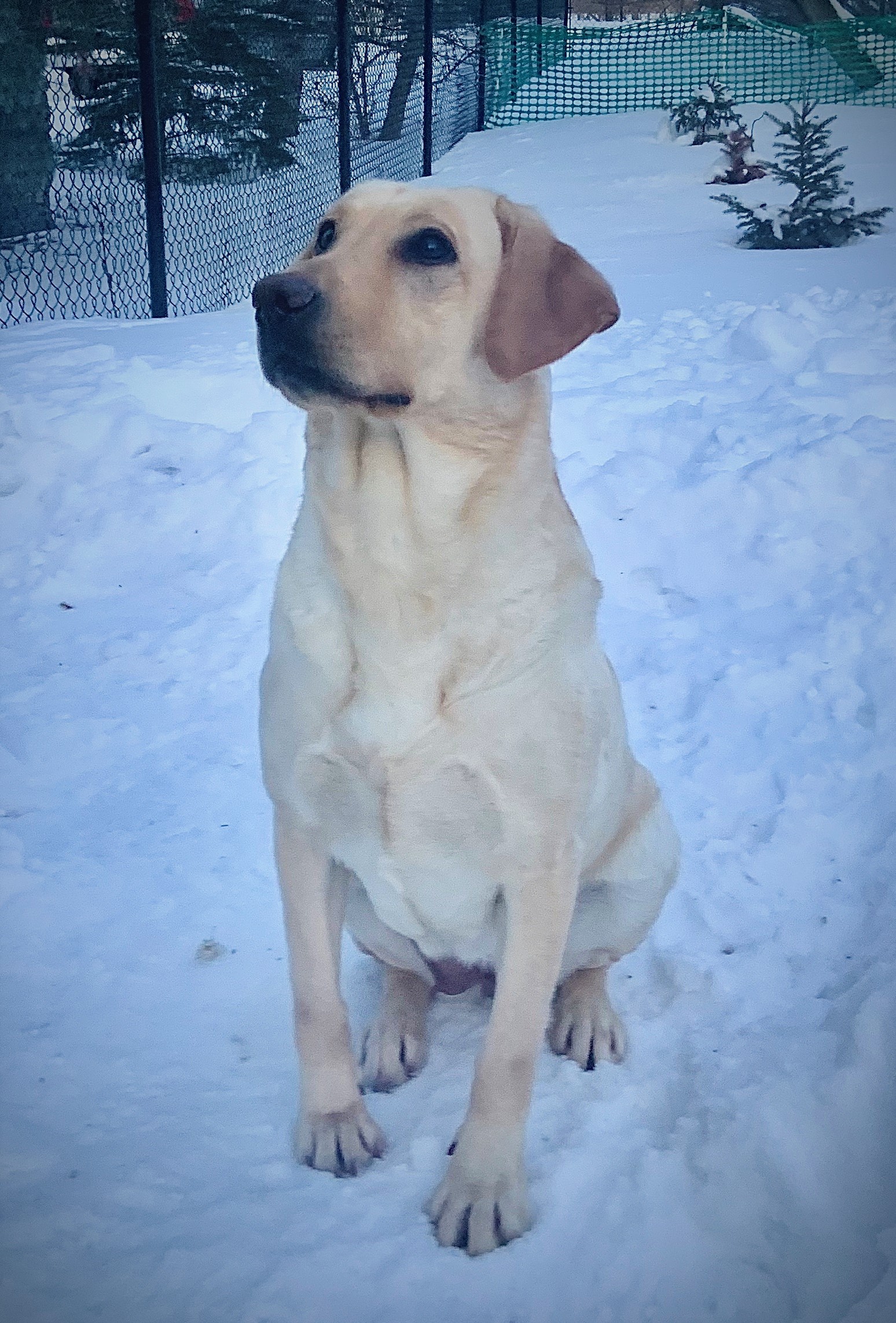 Gunpoints Livin On The Edge | Yellow Labrador Retriver