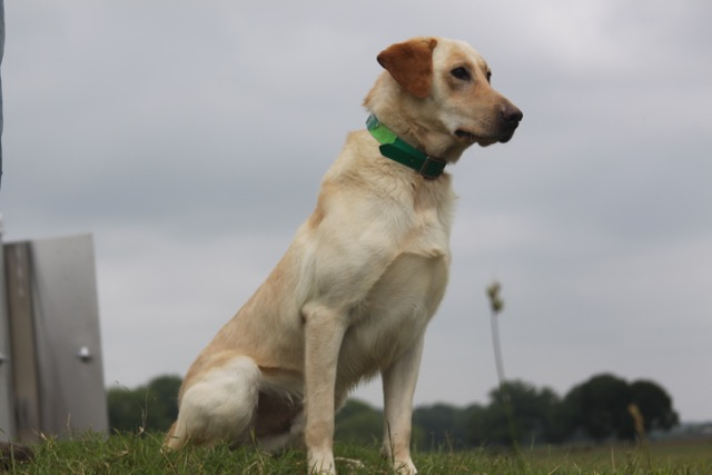 Dark Timber Captian My Captian SH MHU | Yellow Labrador Retriver