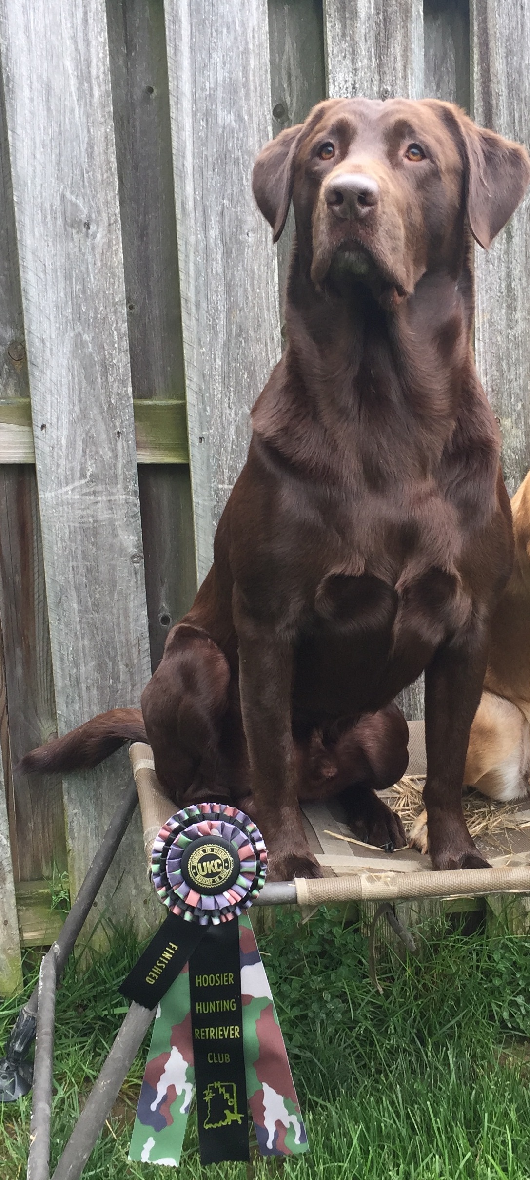 HRCH LBR Luke | Chocolate Labrador Retriver