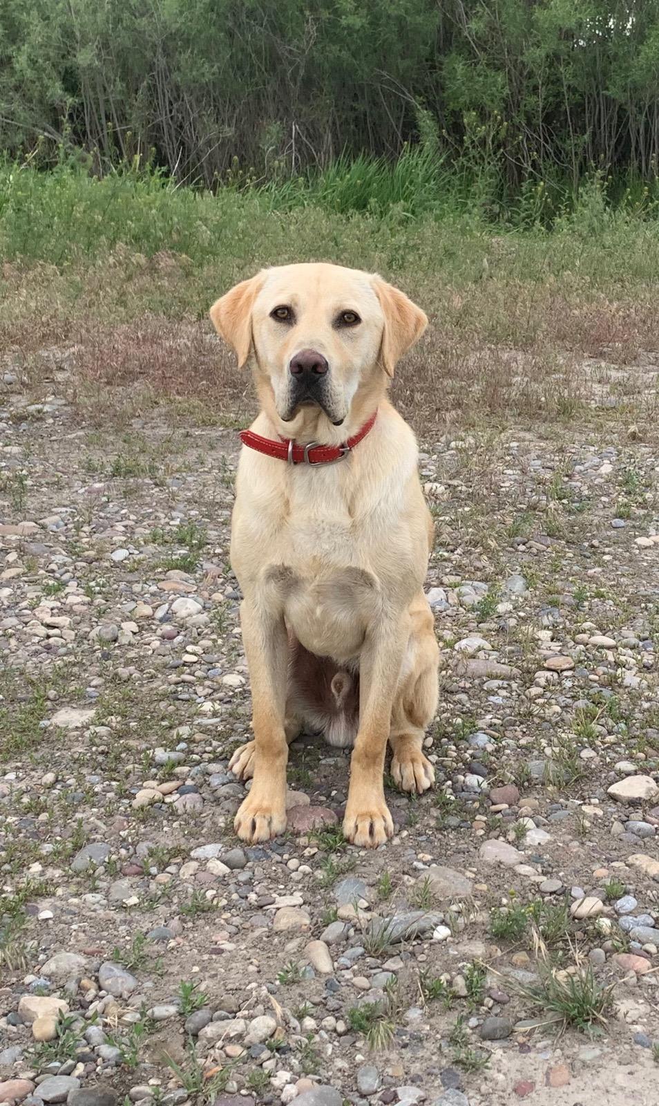 Remington's Trigger Is An Ace | UNKN Labrador Retriver