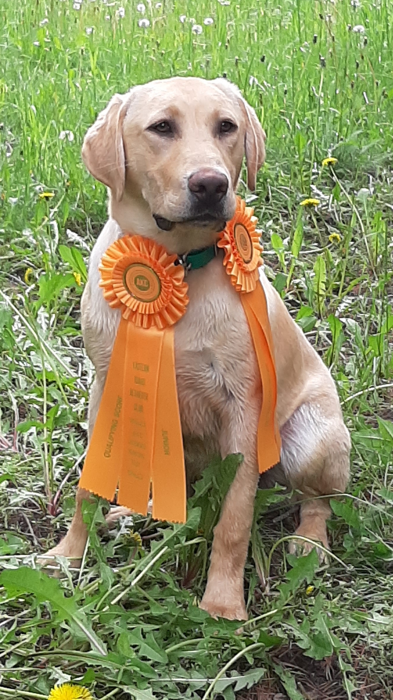 Blackfoot's Last Chance Drake Chaser | Yellow Labrador Retriver