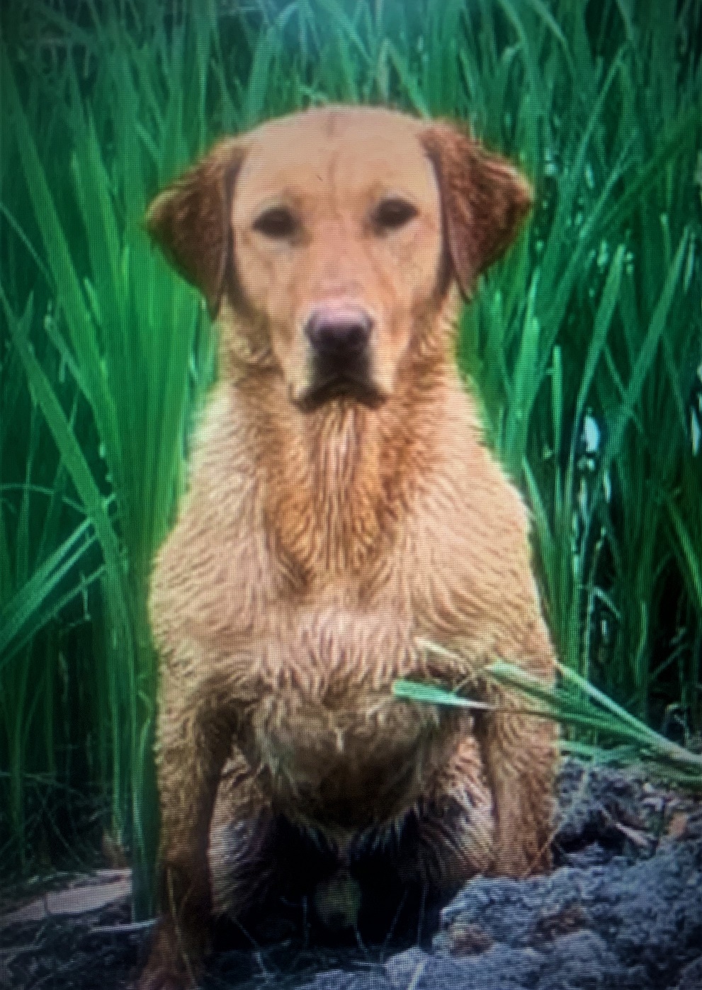 Gunpoints Ollie | Yellow Labrador Retriver