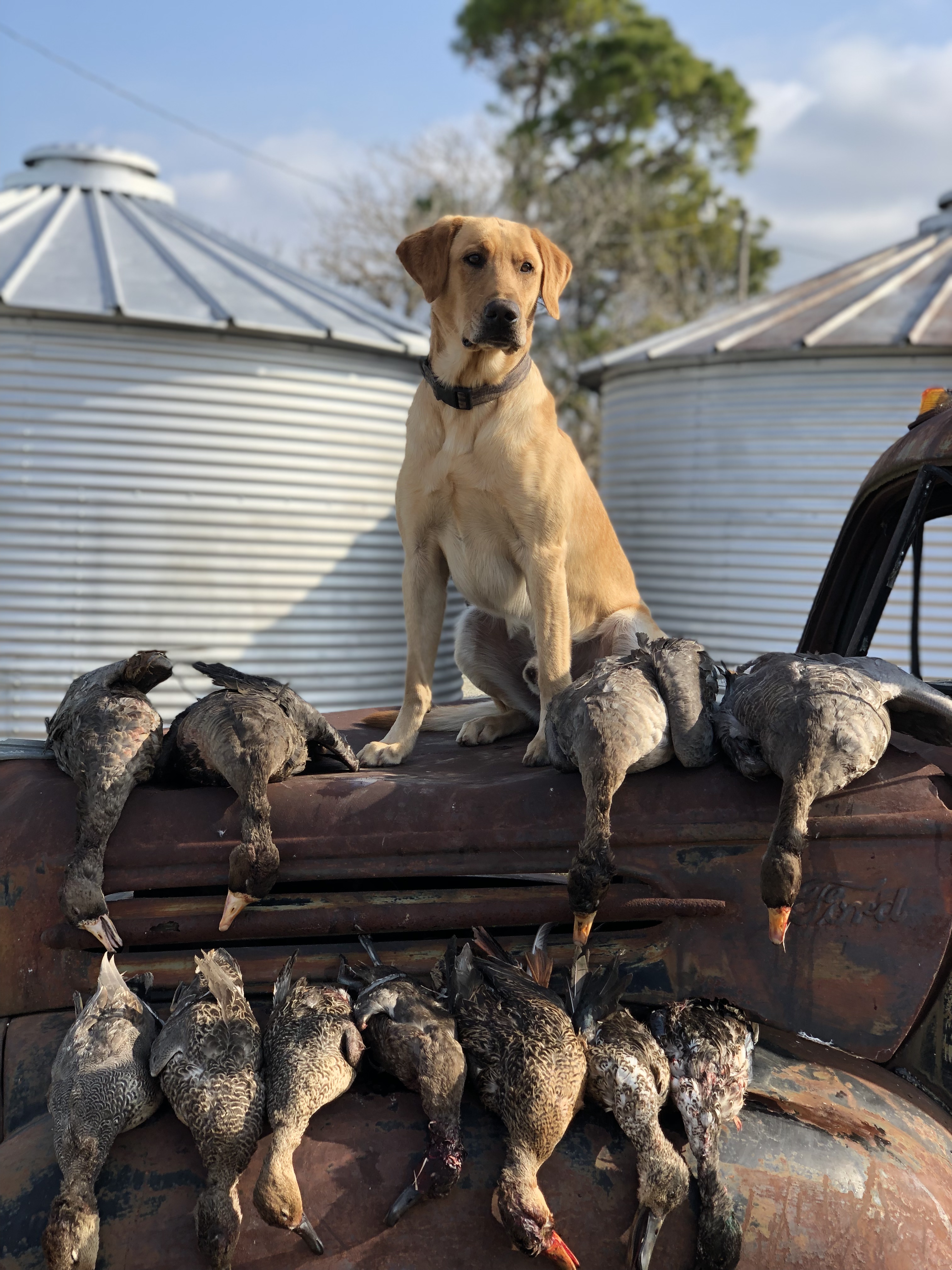 HRCH Demmers I’m Your Huckleberry | Yellow Labrador Retriver