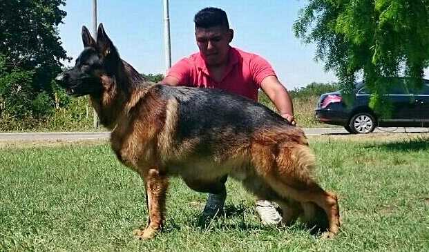 Dylan Di Casa Galuppo | German Shepherd Dog 