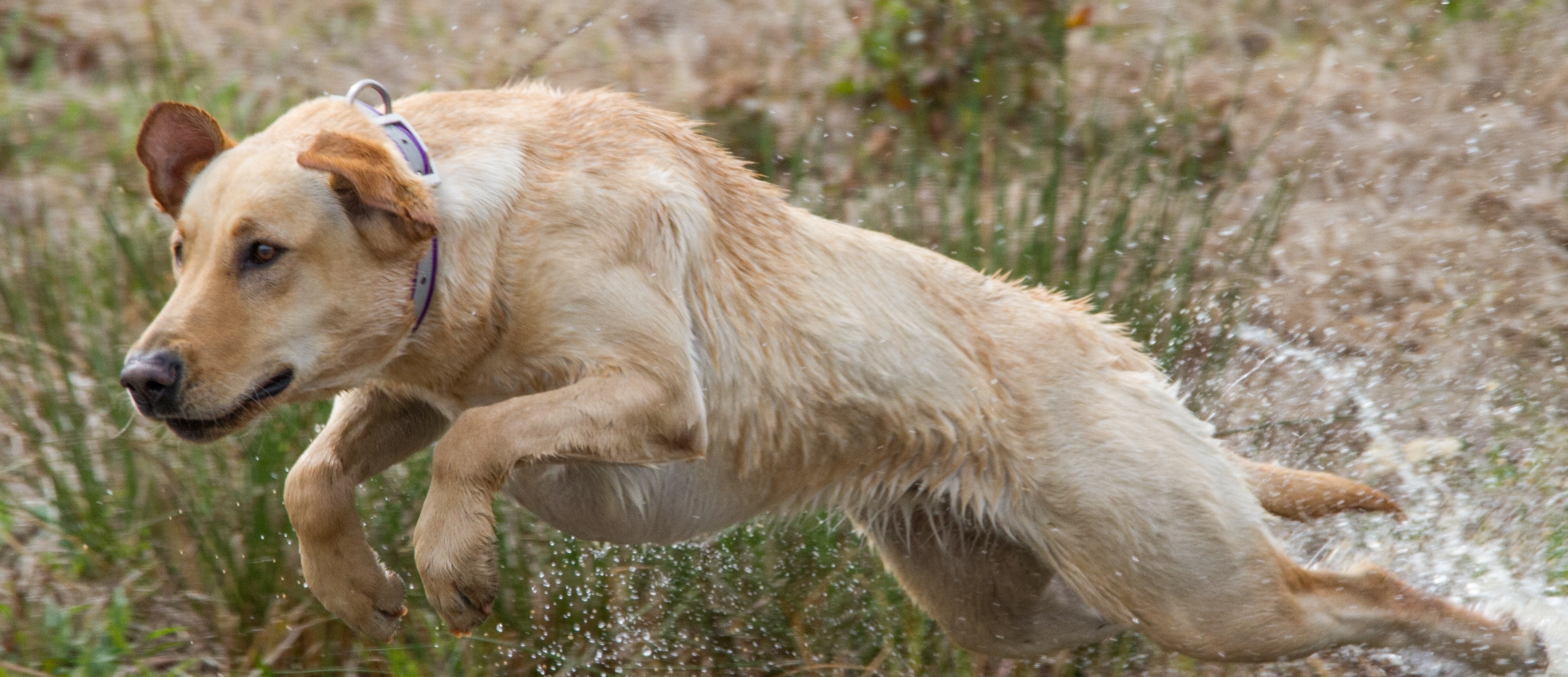 HRCH Hilltops Fowl Mouth Delta Queen MH | Yellow Labrador Retriver