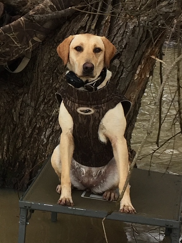 Honey Mae Morgan | Yellow Labrador Retriver