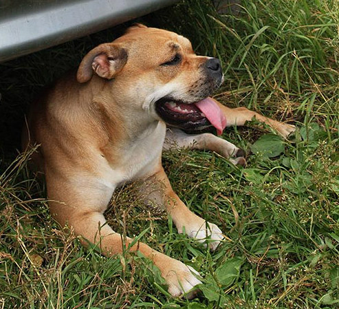 Perro Estelar Energia | Ca de Bou  Perro Estelar Energia | Ca de Bou