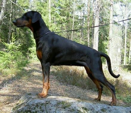 Rush Into v. Alpha Nordic | Black Doberman Pinscher