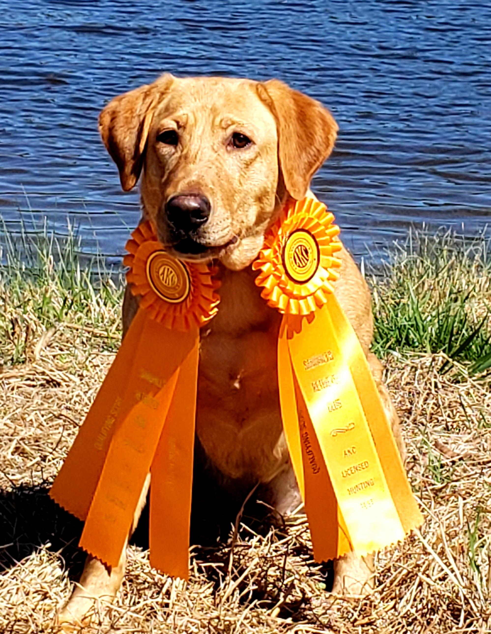 Victory's Combat Prayer BCAT CGCA CGCU TKI VHMA | Yellow Labrador Retriver