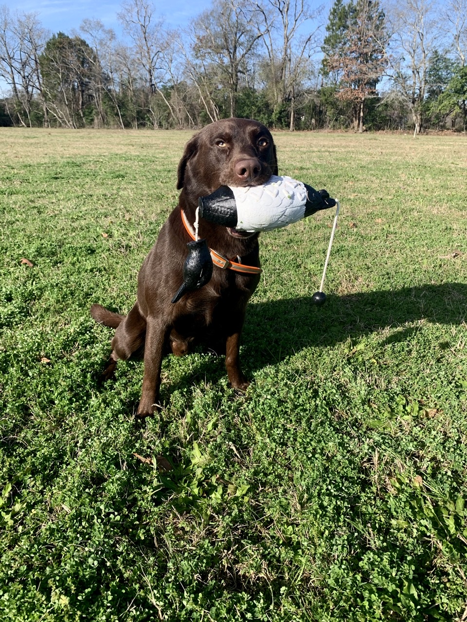 3xGRHRCH Sir Otis Baggett | Chocolate Labrador Retriver