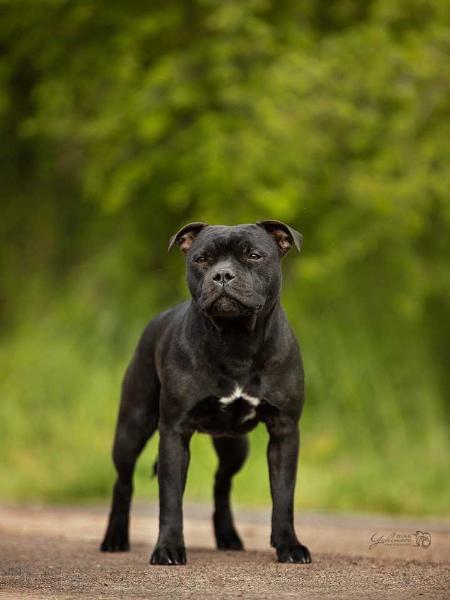 Staffi Family Chelsea | Staffordshire Bull Terrier 