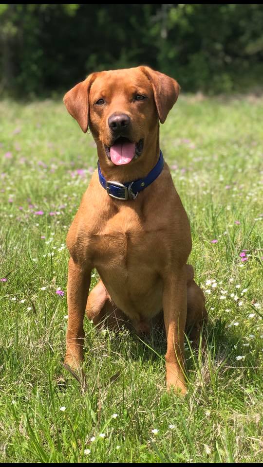 SHR Legend’s Bringin’ Home The Bacon JH | Yellow Labrador Retriver