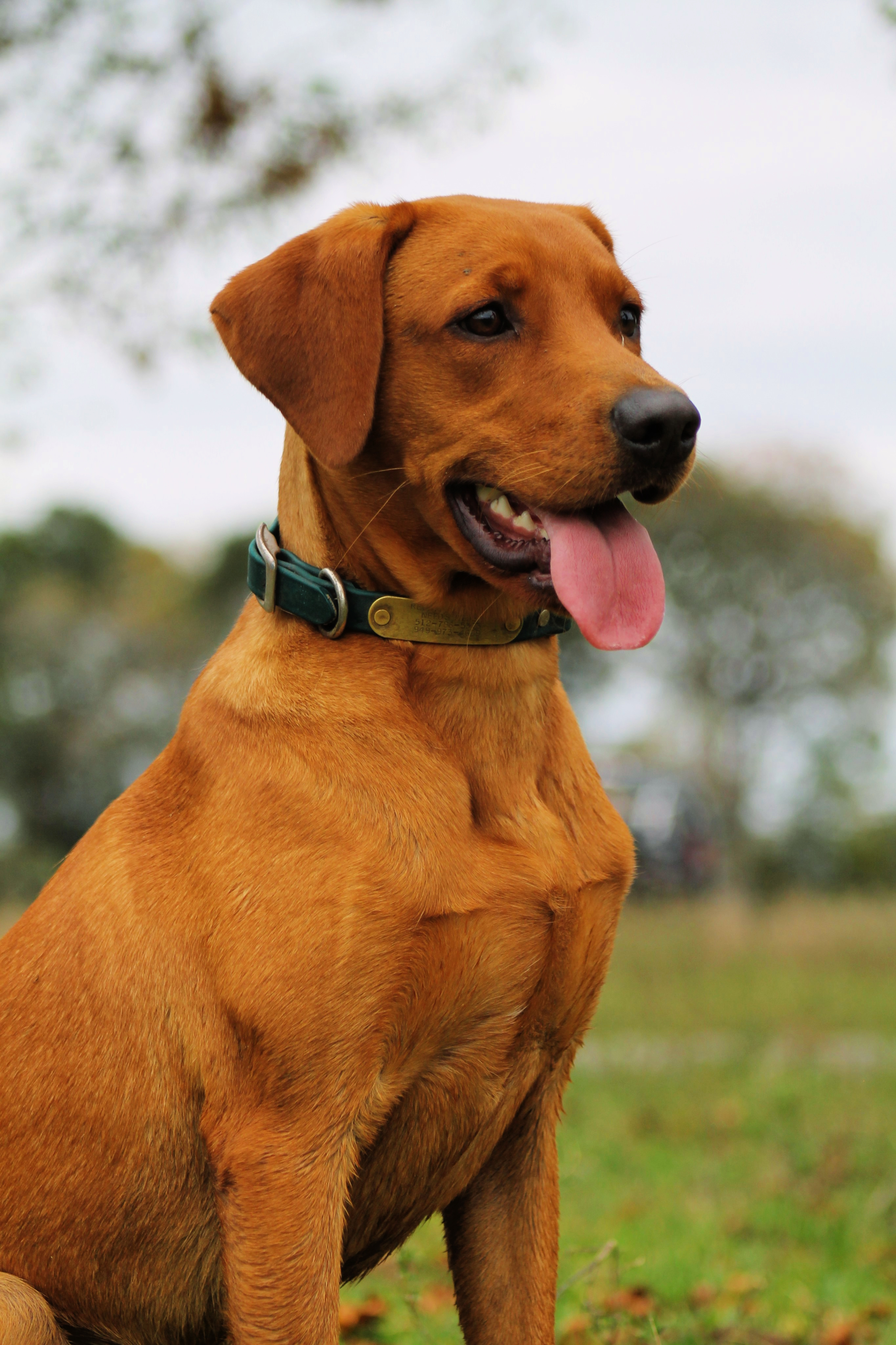 SHR Legend’s Bringin’ Home The Bacon JH | Yellow Labrador Retriver