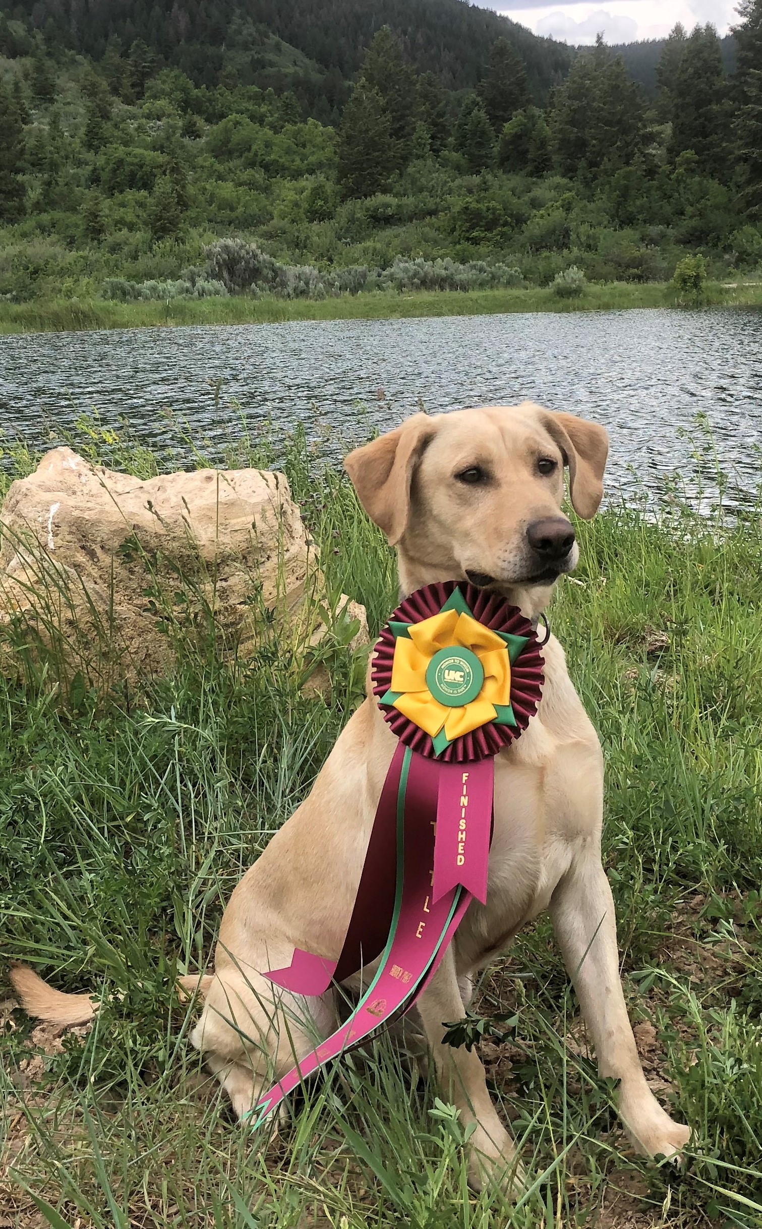 HRCH Brooksides Golden One | Yellow Labrador Retriver