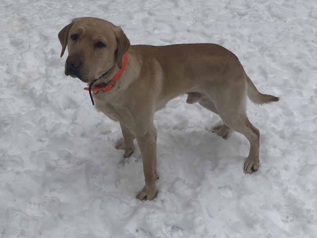 Greenwing’s Chip Off The Old Block | UNKN Labrador Retriver