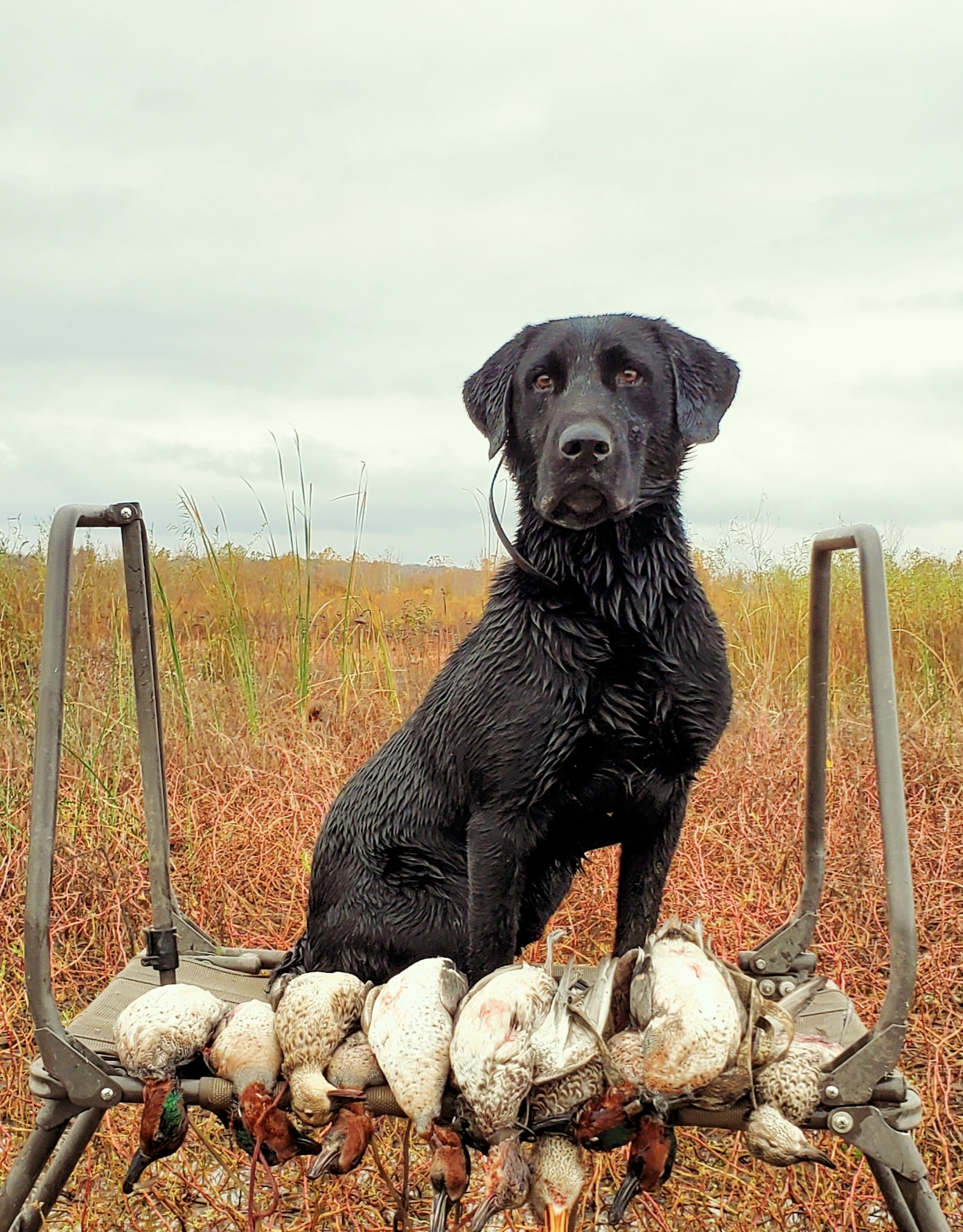 HRCH Statens Six Bird Scout MH | Black Labrador Retriver