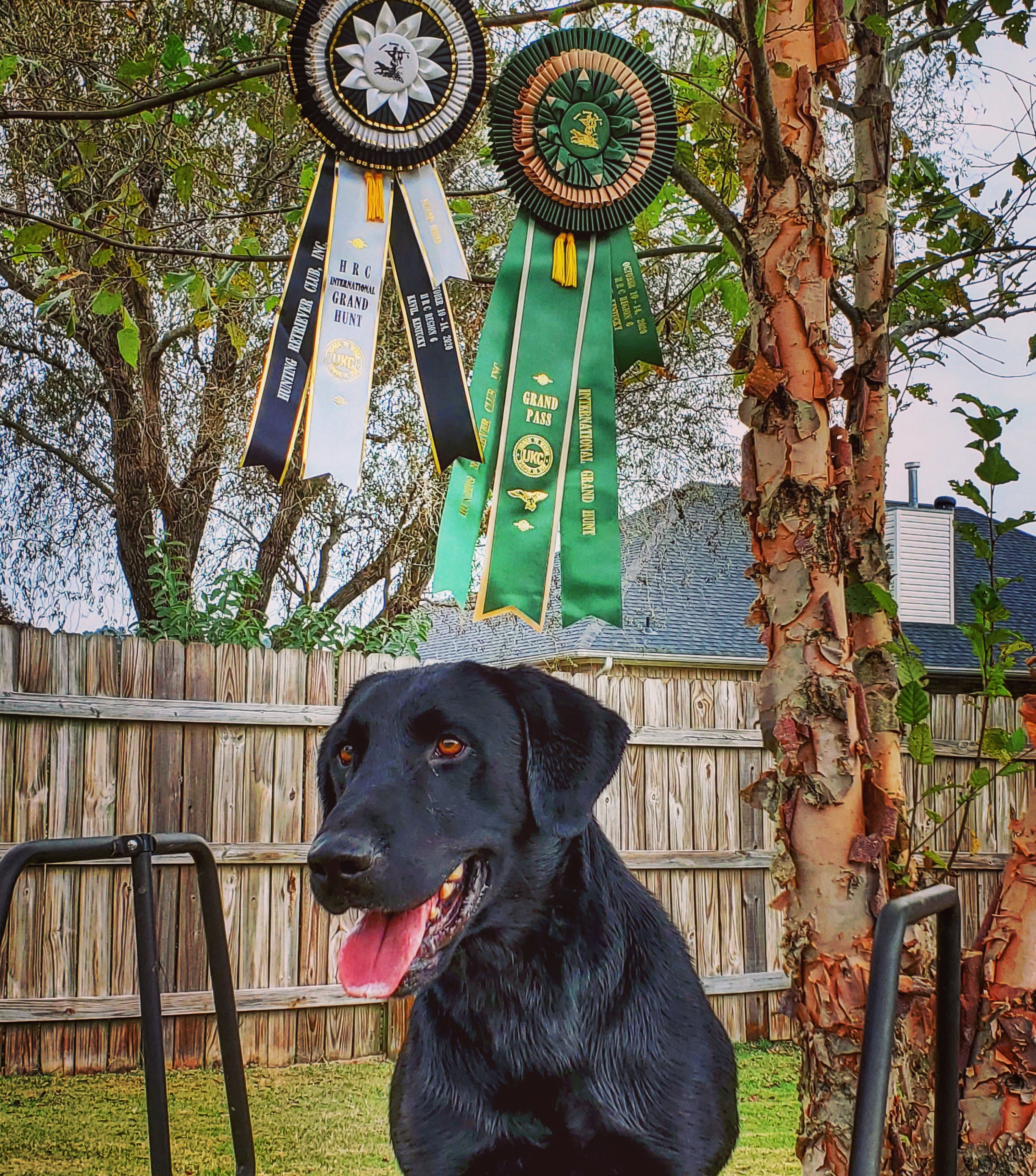 HRCH Statens Six Bird Scout MH | Black Labrador Retriver