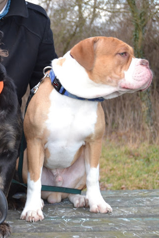 Steelpowerbull's Major Corben Dallas | Olde English Bulldogge 