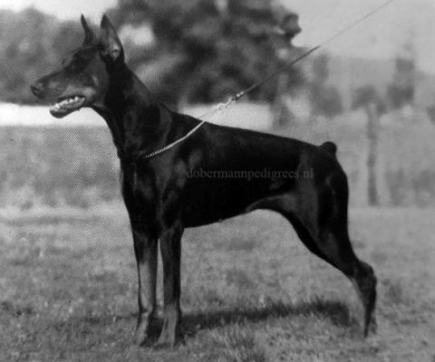 Nynka v. Hof ter Eeckhout | Black Doberman Pinscher