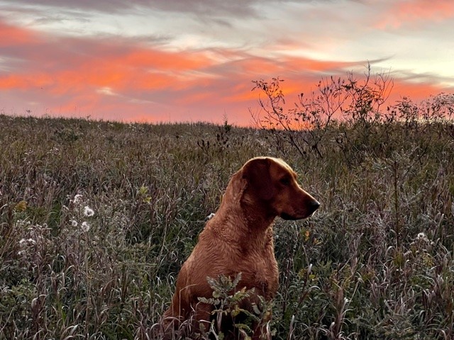 CPR Black Ice's TM's Red Hot Ivy JH | Yellow Labrador Retriver