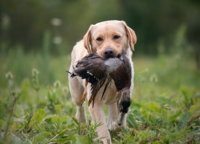 UCH AKC Major-Ptd Riptide The One Who Breaks The Spell JH WC | Yellow Labrador Retriver