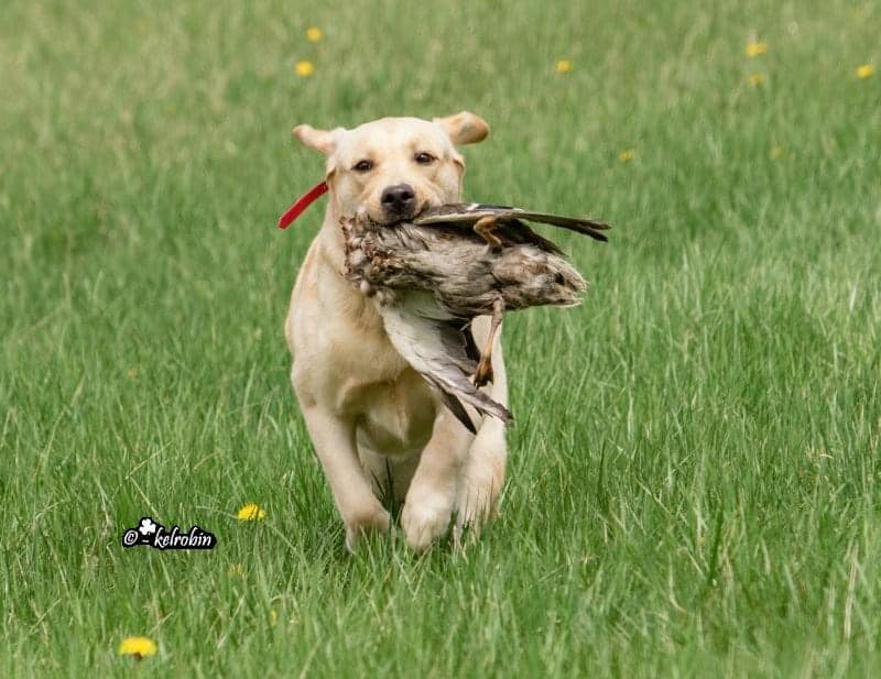 UCH AKC Major-Ptd Riptide The One Who Breaks The Spell JH WC | Yellow Labrador Retriver