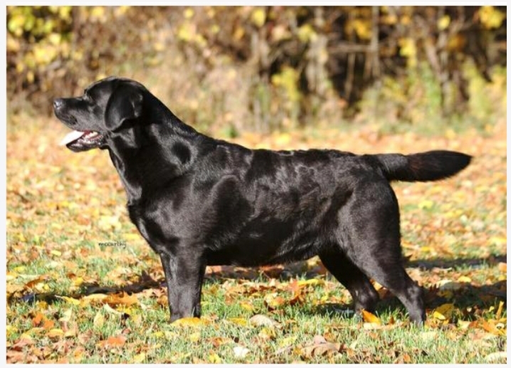 GCH CH Banner's No Line On The Horizon | Black Labrador Retriver